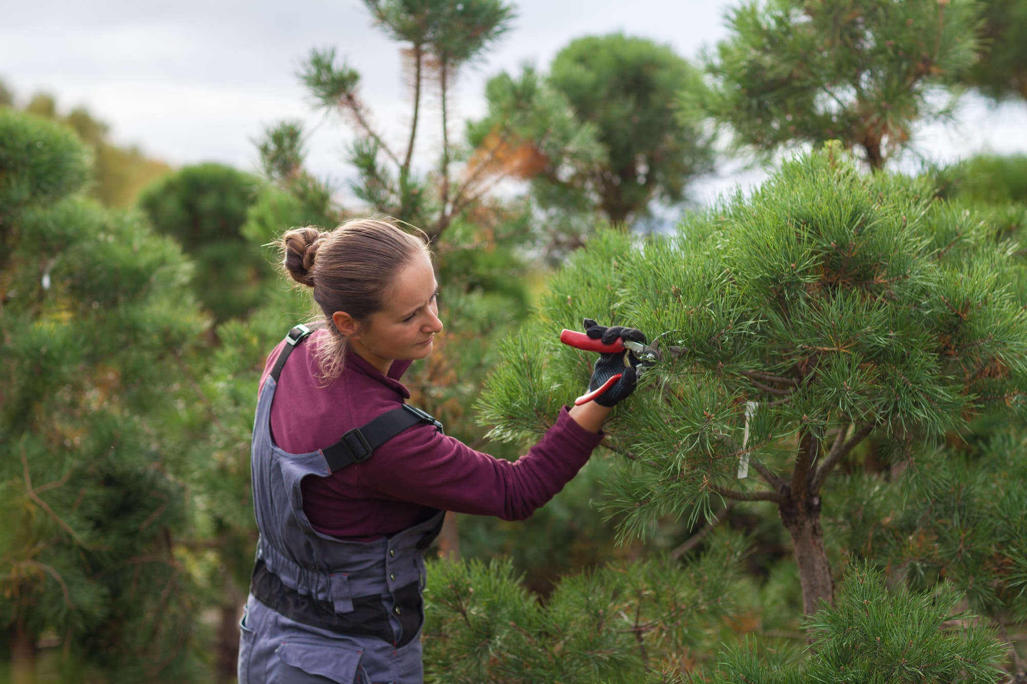 Tree trimming and pruning for hurricane preparation in Southwest Florida